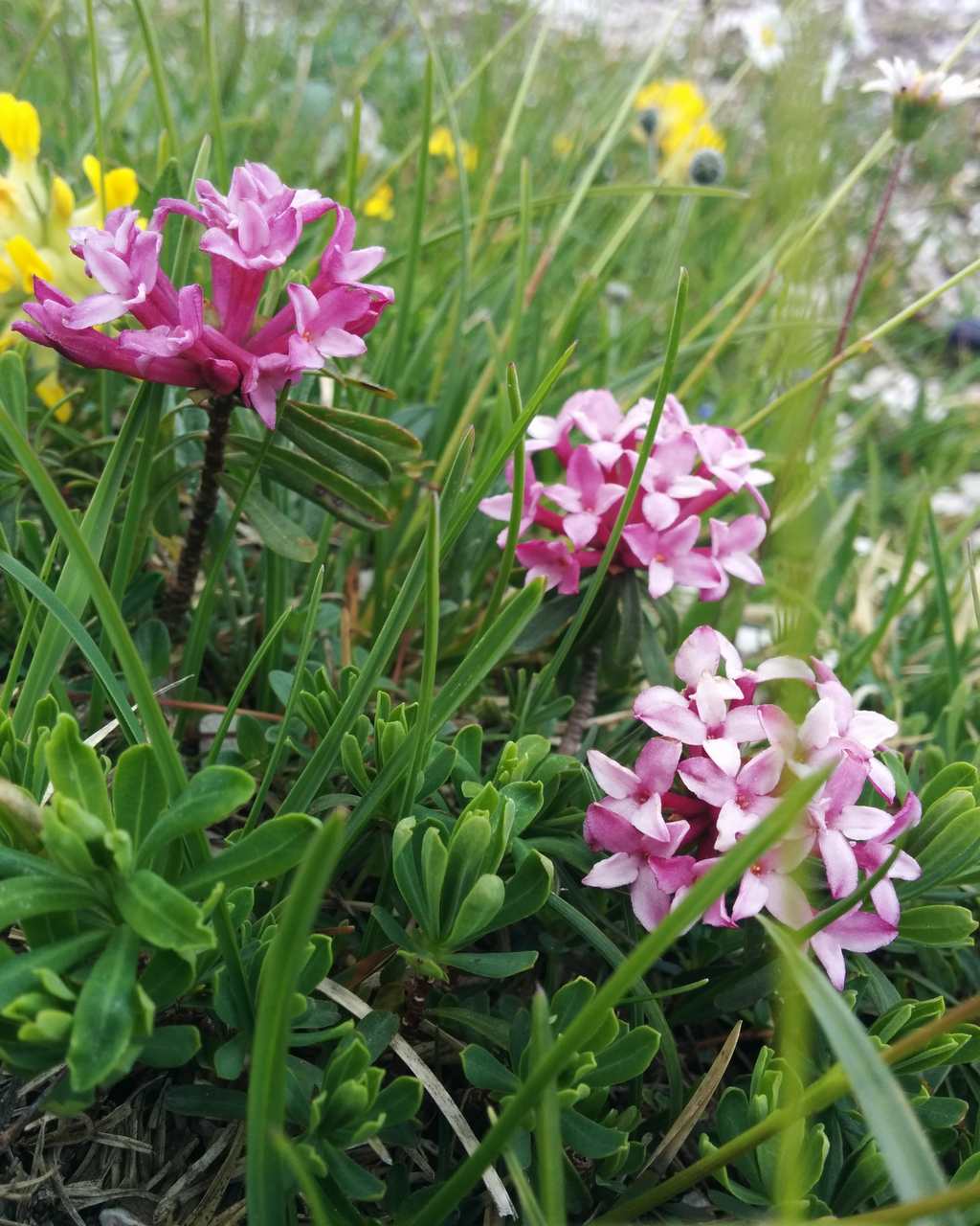 Daphne striata / Dafne striata